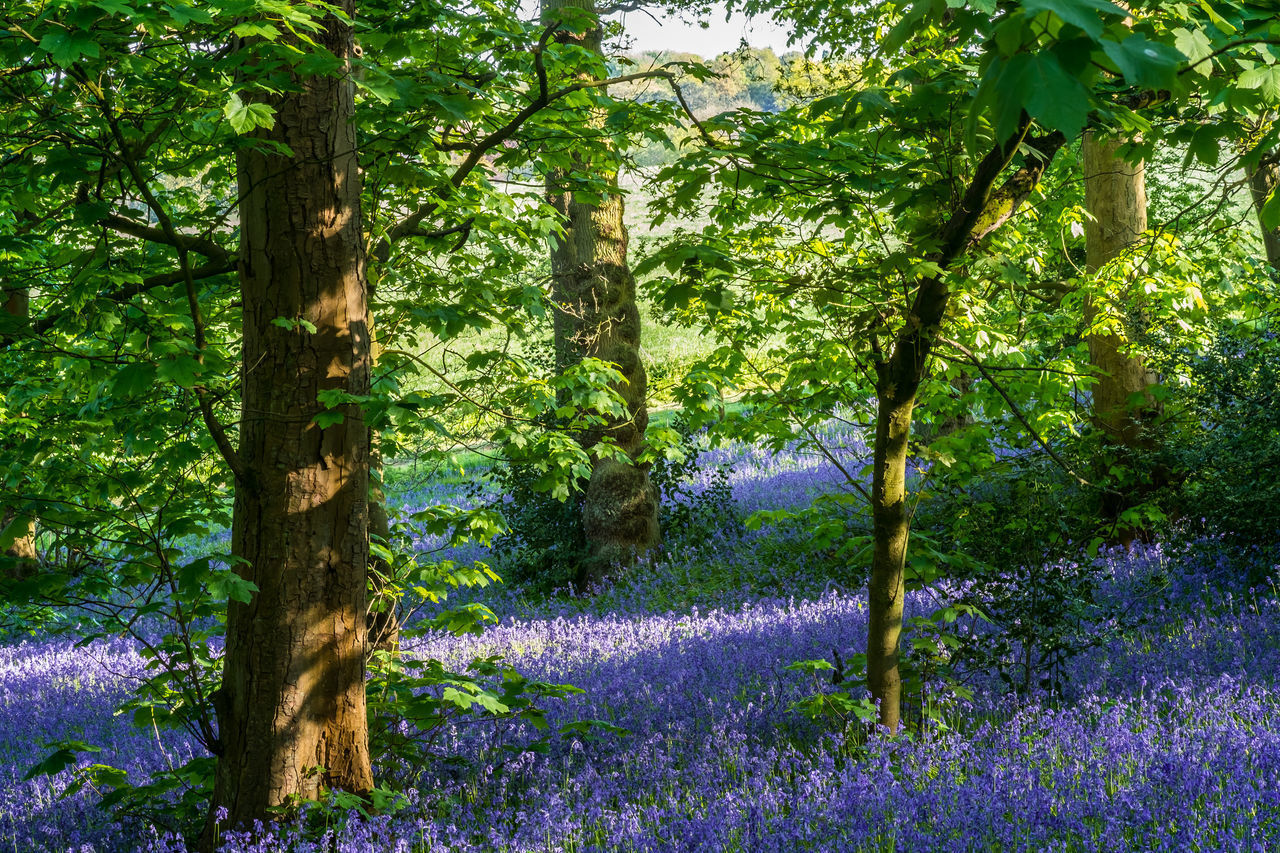 VIEW OF FLOWERING TREES IN THE FOREST