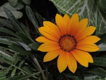 Close-up of yellow flower blooming outdoors