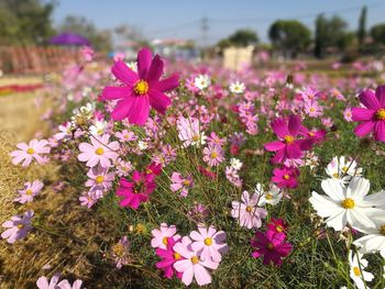 Close-up of pink cosmos flowers on field