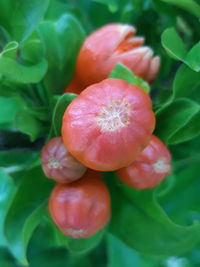 Close-up of red berries