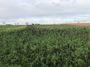 Scenic view of agricultural field against sky