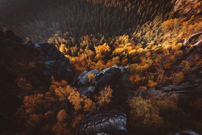 Scenic view of trees at night