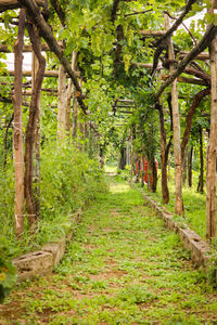 Footpath passing through forest