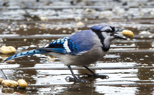 Close-up of bird perching on water