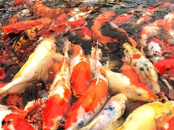 Extreme close up of orange water