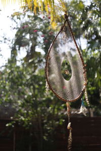 Close-up of hanging tree