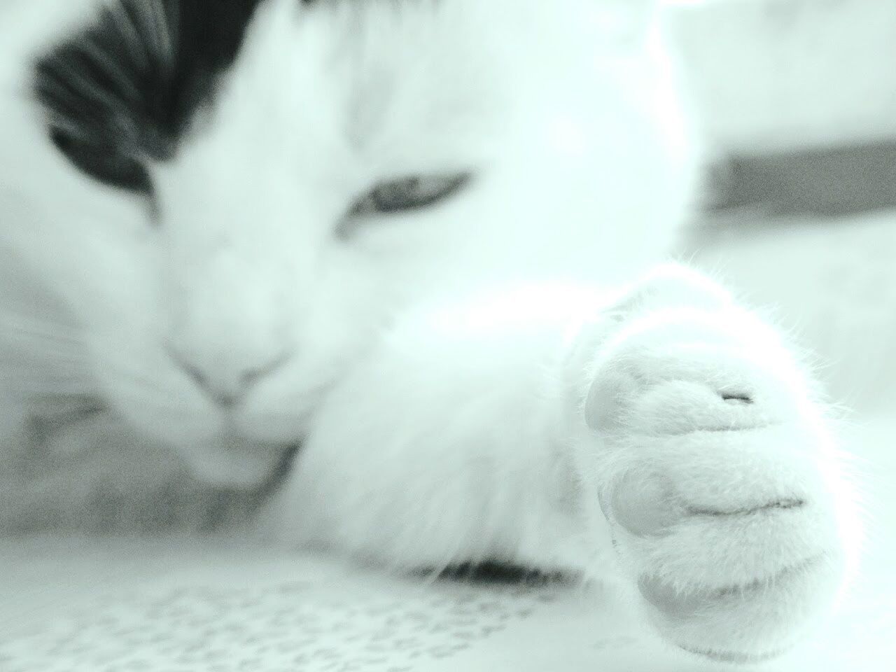 animal themes, one animal, pets, domestic animals, close-up, domestic cat, mammal, cat, animal head, portrait, white color, animal body part, looking away, indoors, feline, cute, focus on foreground, whisker, front view