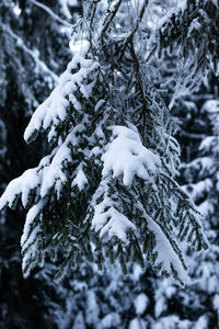 Close-up of snow covered pine tree