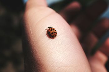 Close-up of ladybug on hand