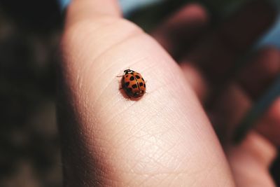 Close-up of insect