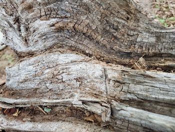 Close-up of tree trunk