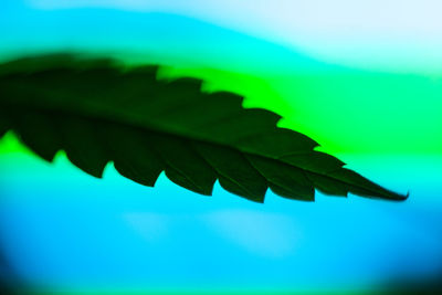 Close-up of leaves against blue sky