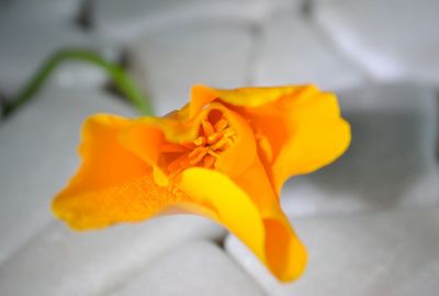 Close-up of yellow flower