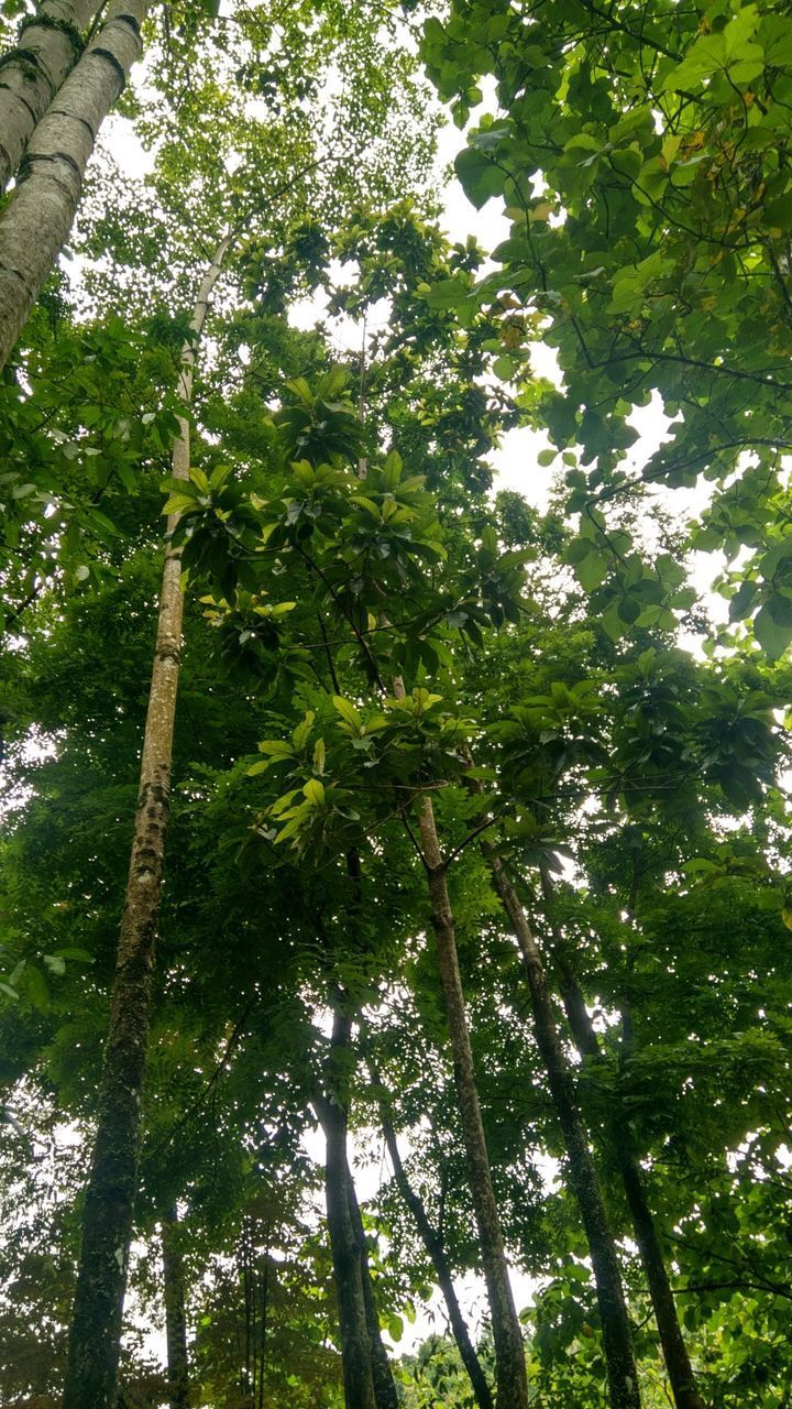 LOW ANGLE VIEW OF BAMBOO TREES