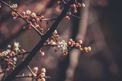 Close-up of cherry blossoms in spring