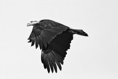 Low angle view of eagle flying against clear sky