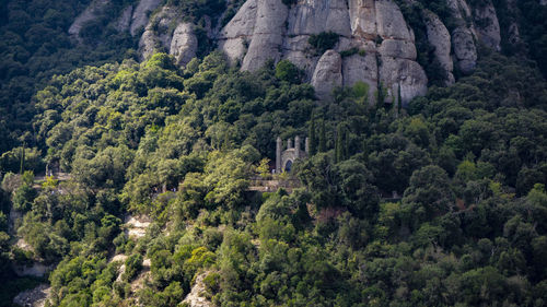High angle view of trees growing in forest