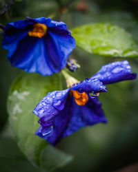 flowering plant