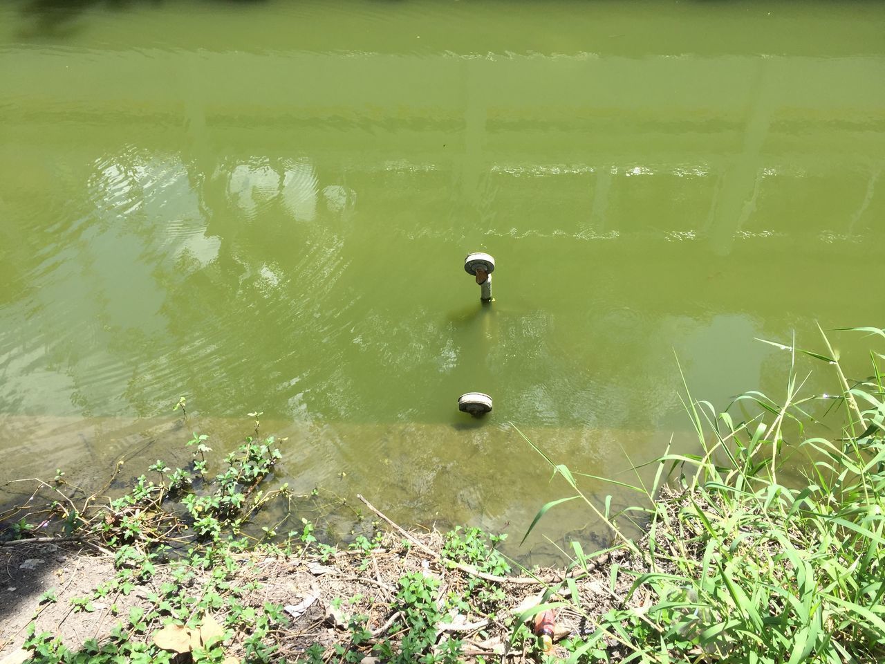 HIGH ANGLE VIEW OF BIRD ON LAKE