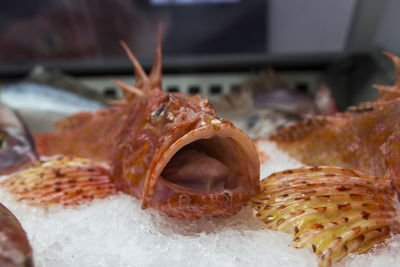 Close-up of fish in plate