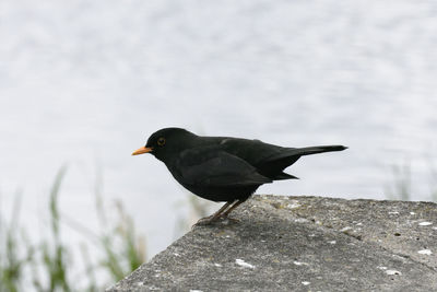 Close-up of bird perching outdoors