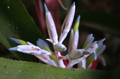 Close-up of flower