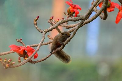 Close-up of red flowers on tree