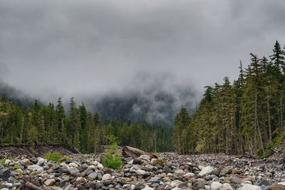 Scenic view of logs on mountain against sky