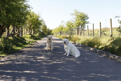 Two golden retrievers 