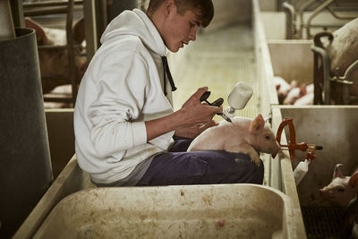 Teenage boy vaccinating piglet with syringe at pigpen