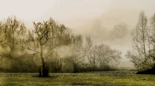 Bare trees on field against sky during foggy weather