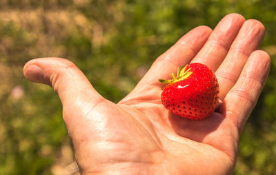 Cropped image of hand holding strawberry