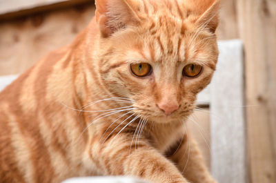 Close-up portrait of ginger cat