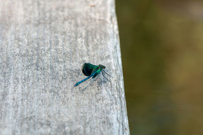 High angle view of insect