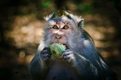 Portrait of monkey eating food