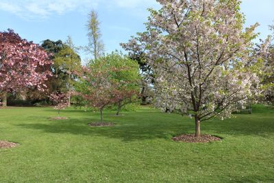 Trees growing in park