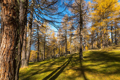 Pine trees in forest during autumn