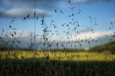 Plants growing on field against sky