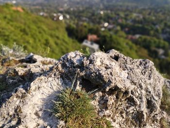 Close-up of rock on land