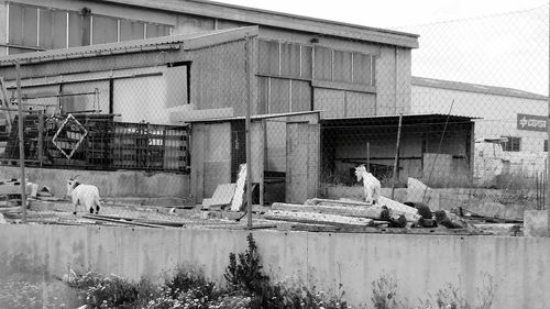 View of birds on building