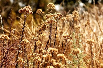 Close-up of plant growing on field