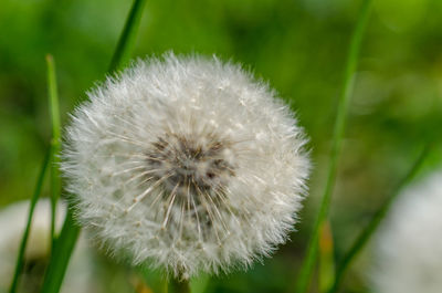 Close-up of dandelion flower