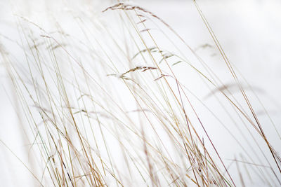 Close-up of wheat growing against sky