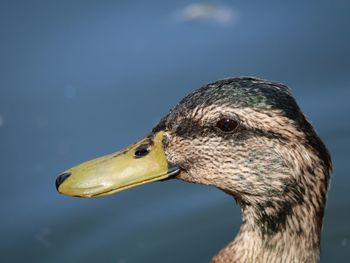 Mallard duck in lake