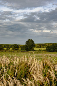 Scenic view of field against sky