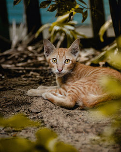 Portrait of cat sitting outdoors