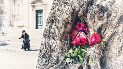 Full length of pink roses on tree trunk