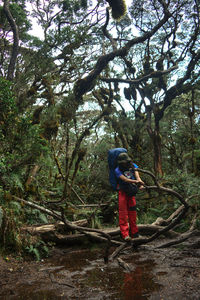 Moss forest area with muddy paths on mount singgalang, west sumatra - indonesia