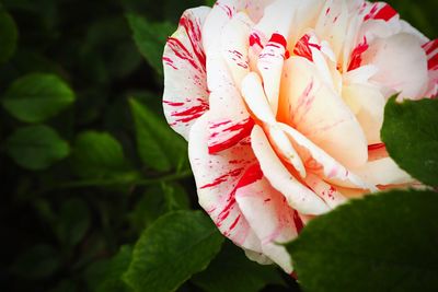 Close-up of pink rose blooming outdoors