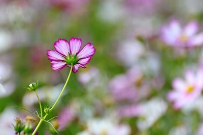 Close-up of pink cosmos flower